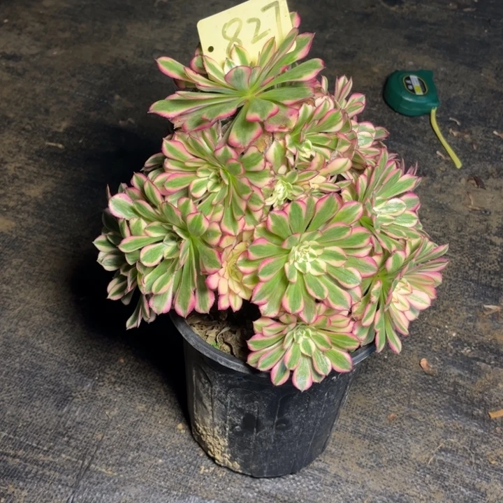 827红铜白多肉一物一拍