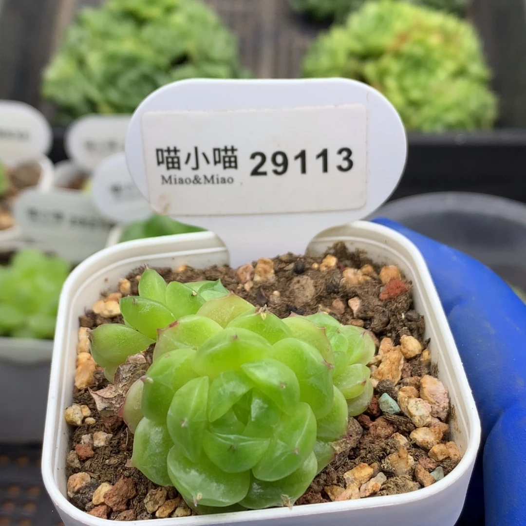 多肉植物杂交珍妮