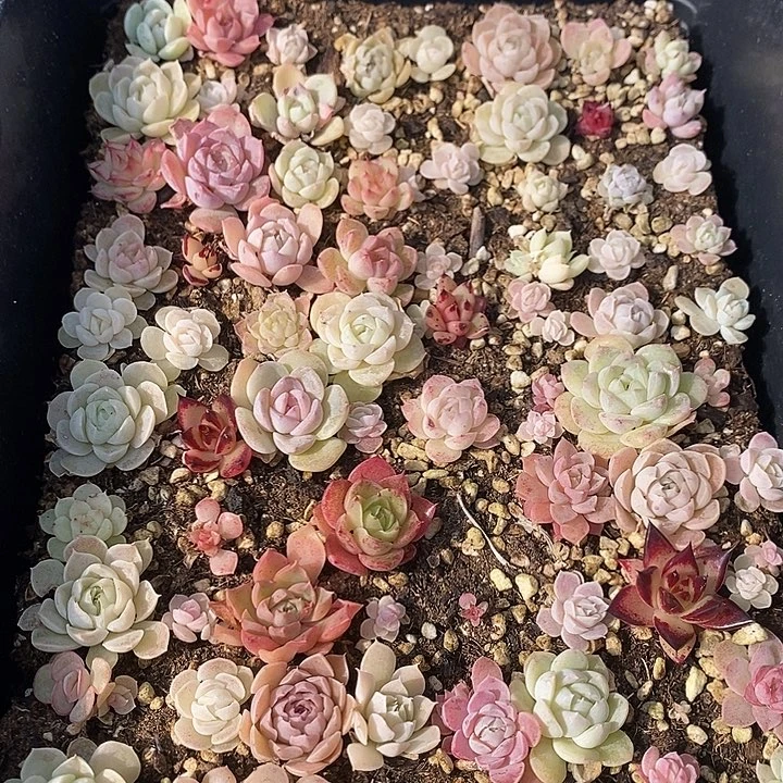 82 多肉植物盆栽花卉