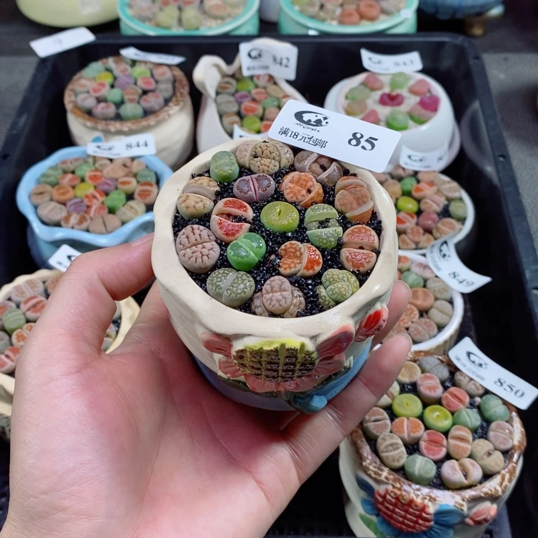 元**满生石花花花花花花85