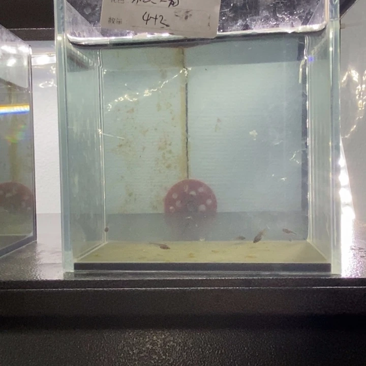 斗鱼包活不包损所见即所得510