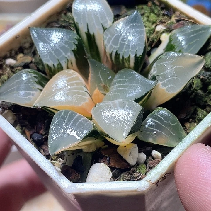 594亚成株花影锦特选福利