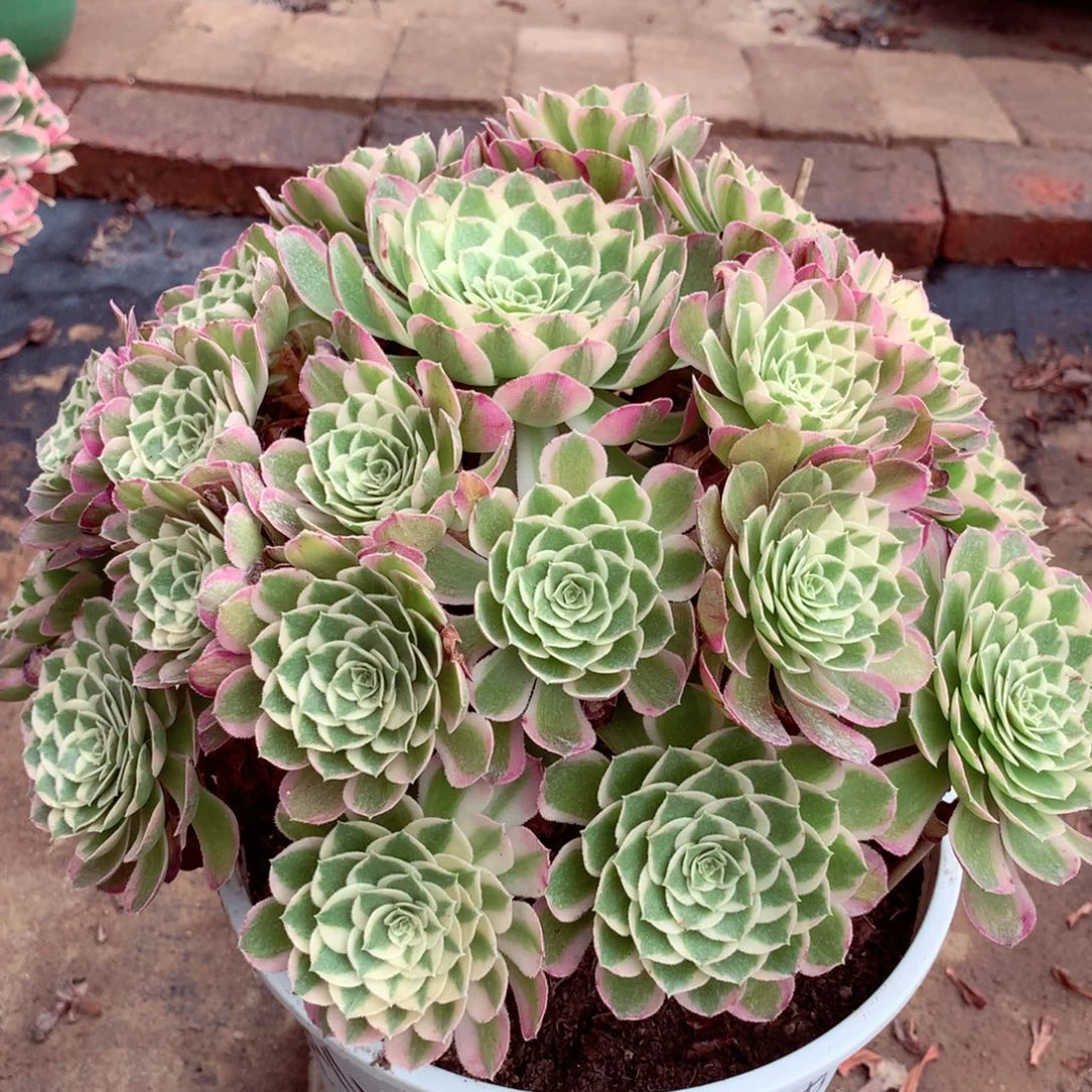 孔雀翎，多肉植物的