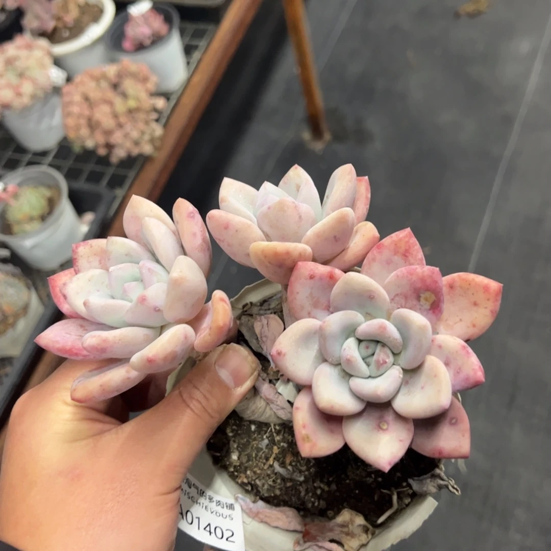 奥普琳娜1402一物一拍