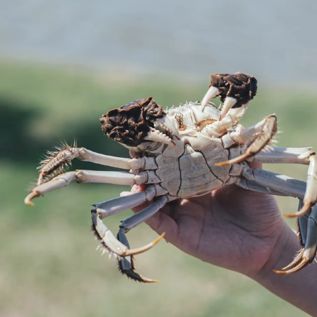 【活蟹】江苏大闸蟹全公蟹3两 6只/8只/10只装顺丰礼盒活蟹