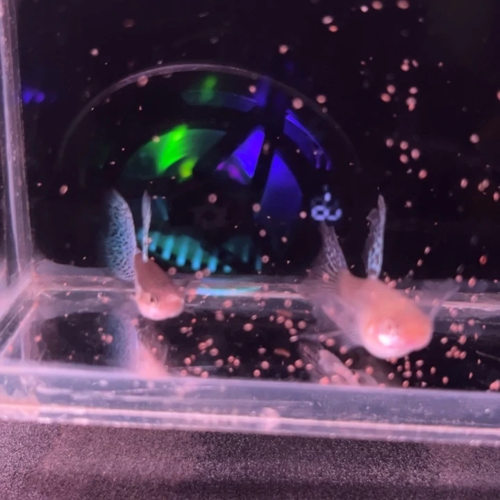 孔雀鱼细喷兰草蝴蝶绒球1对