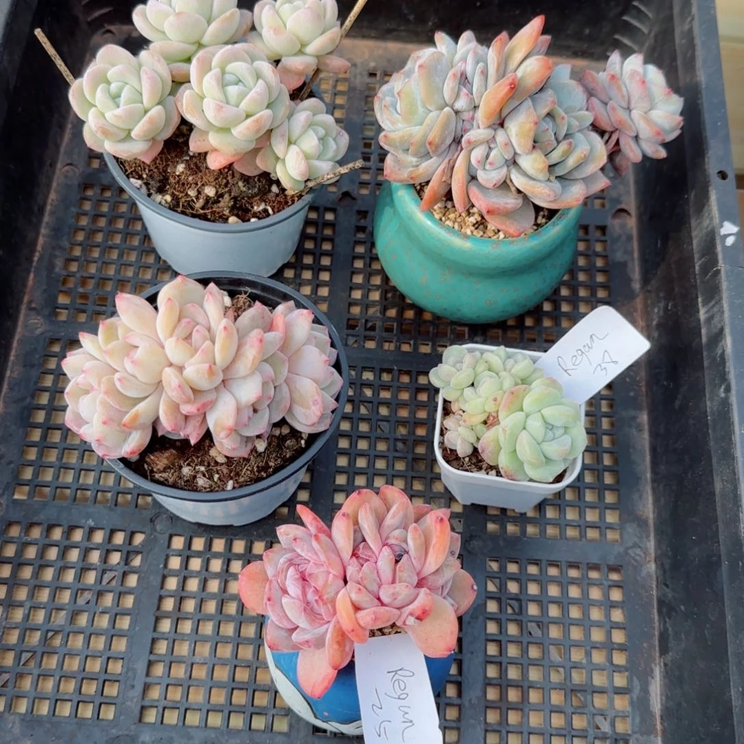 桃****）专拍6颗，7654多肉