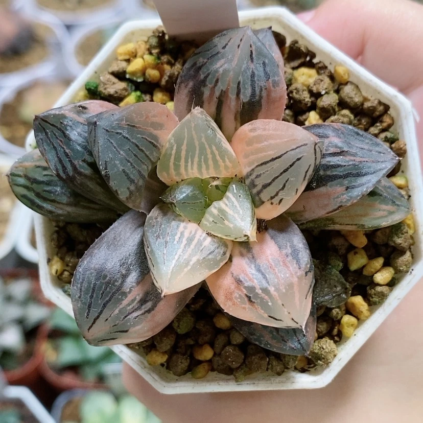 【闪购商品】24福利赤焰玉露锦