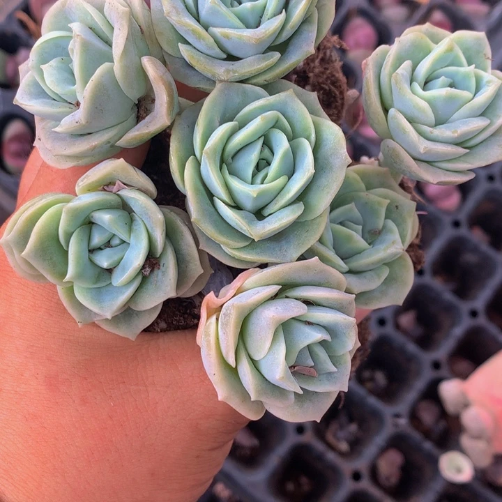 可爱玫瑰7颗 包邮 大