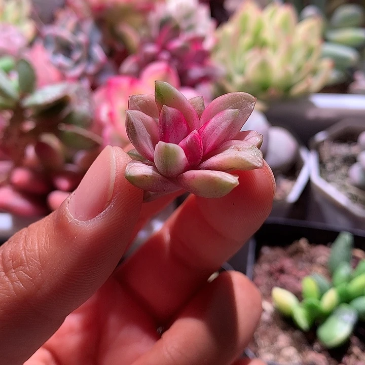 葡萄锦侧芽可嫁接