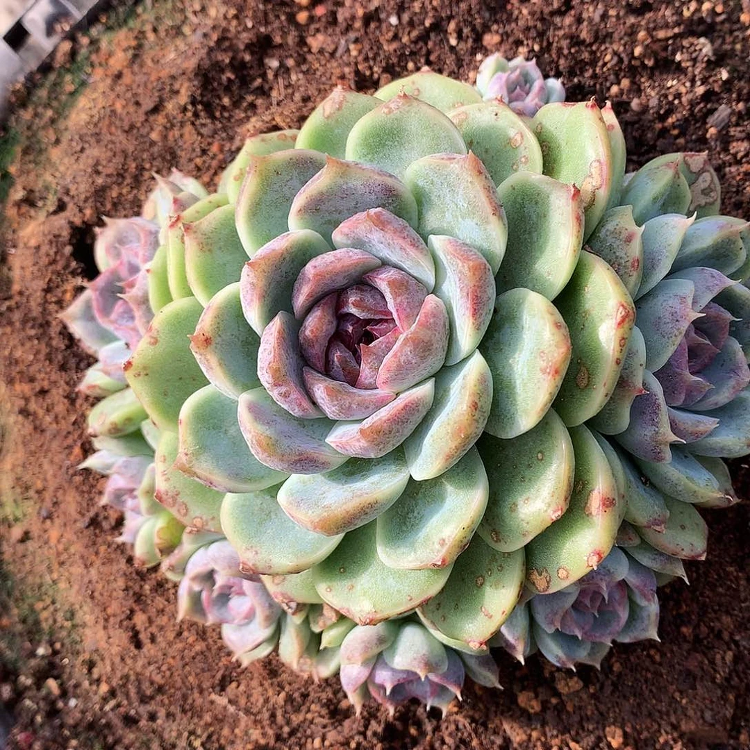 ?紫霞多肉一物一拍