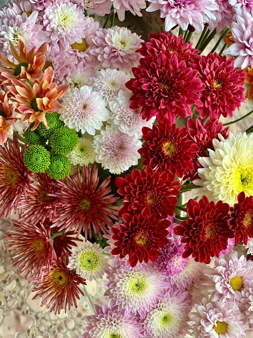 随机混色小雏菊鲜切花