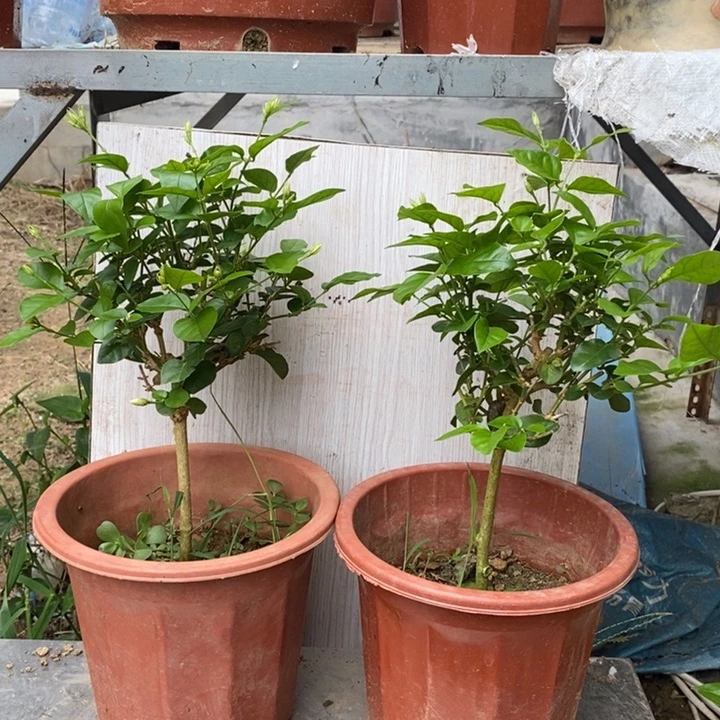 遥***雪大部分花苞少量开放笔尖茉莉花特价