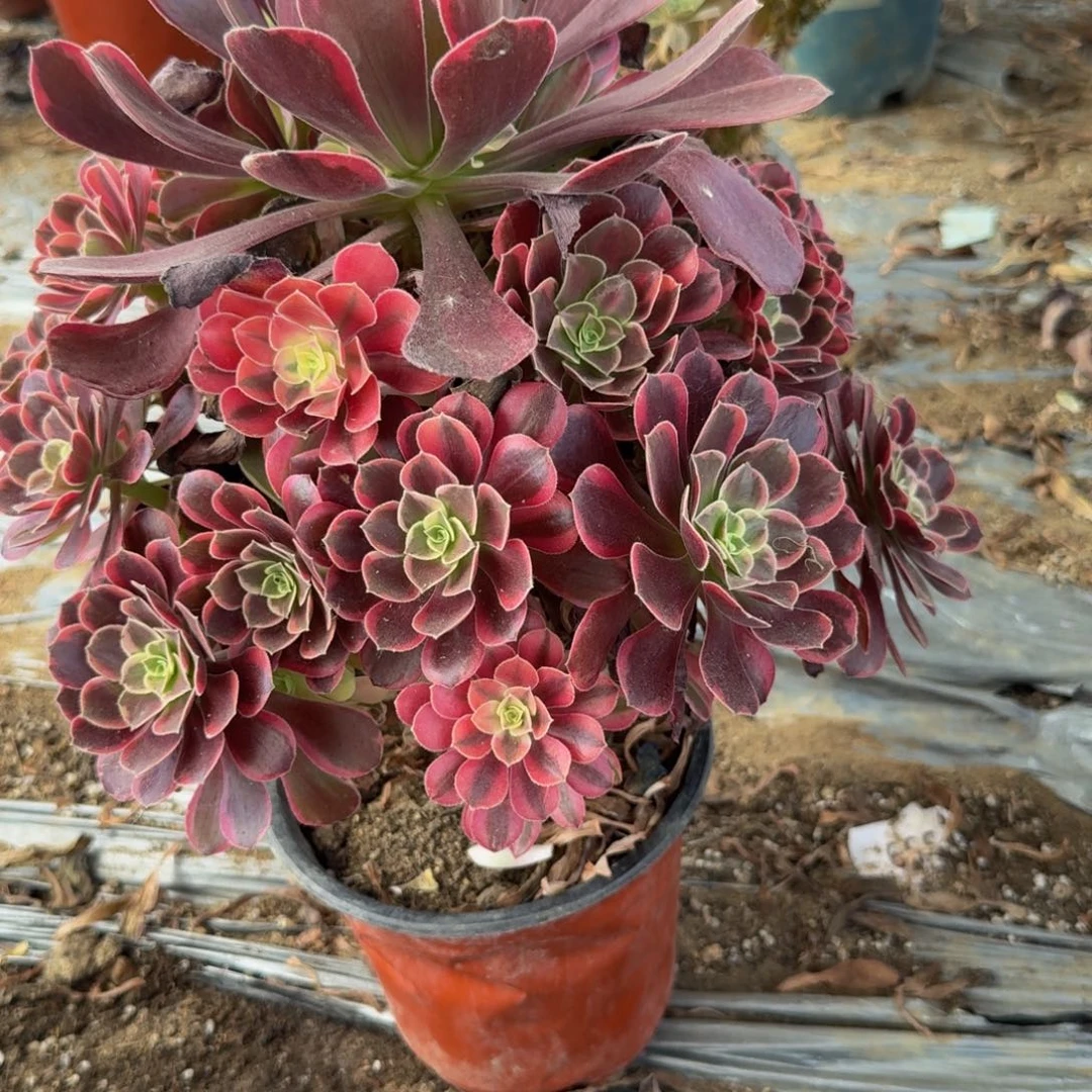 048金丝雀。多肉植物