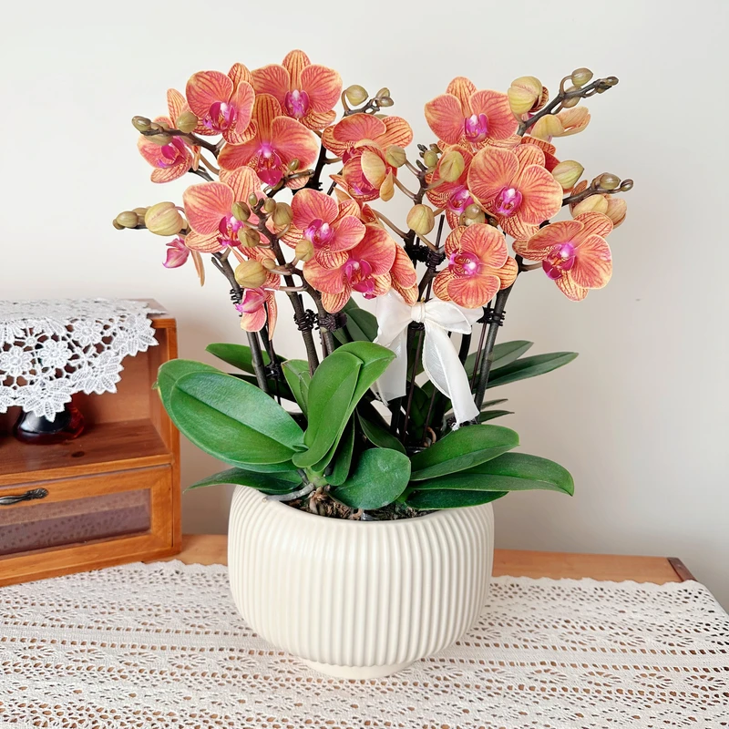 优选年宵花【吉利】蝴蝶花卉组盆艺术摆件客厅花艺优雅造型5-5