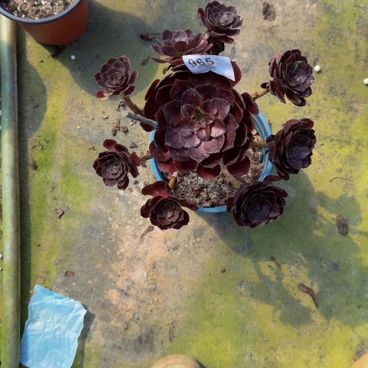 000000000965黑美人