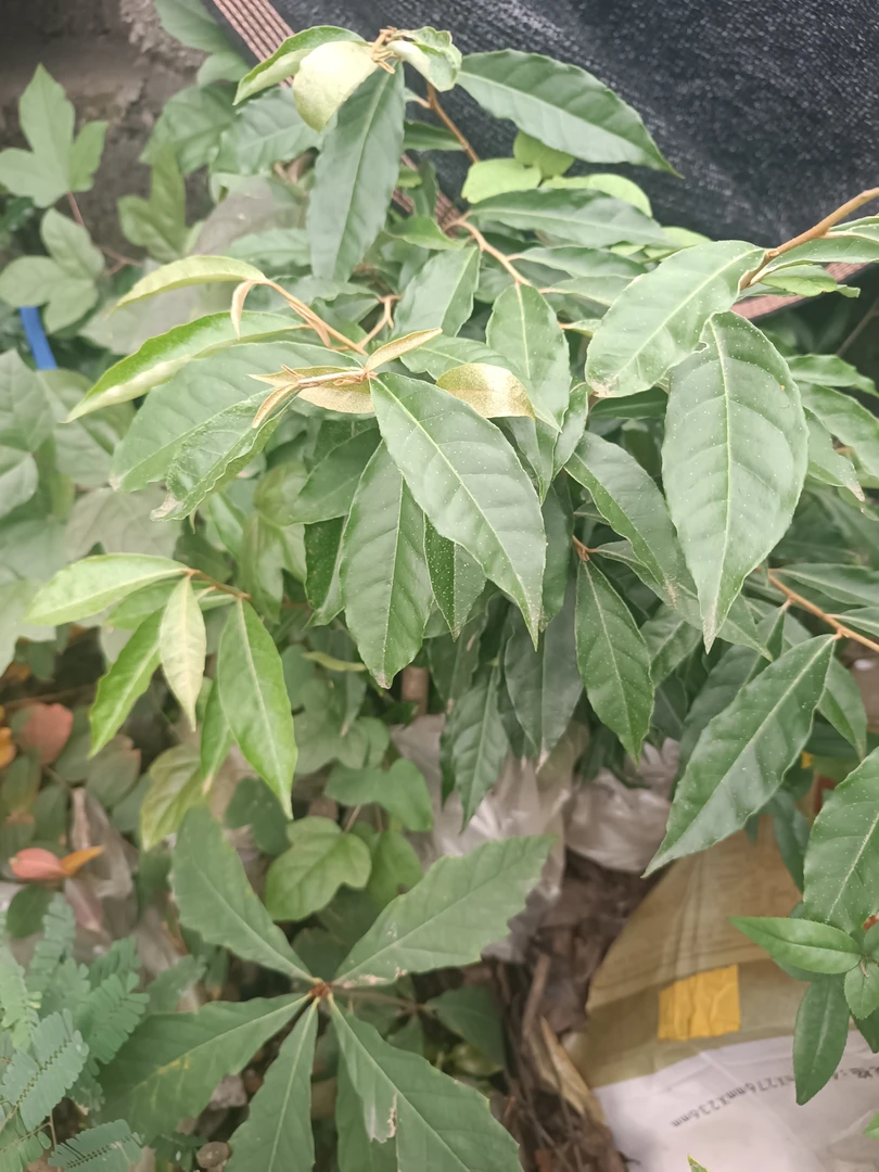 胡秃子羊奶果蚂蝗，挂果如图翅果菊蓖麻子三枝九叶草