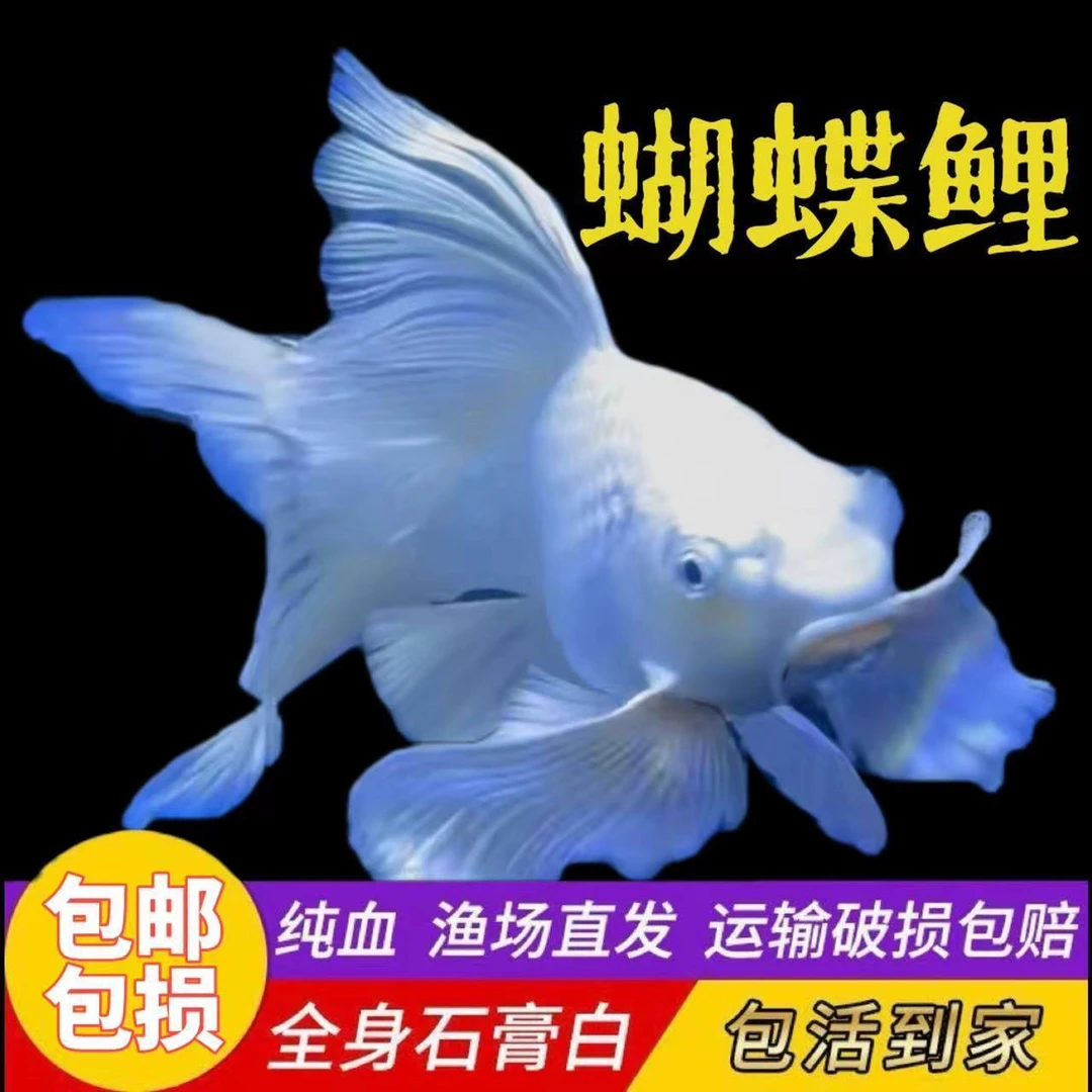 正宗普身蝴蝶冷水鱼台湾招财黄金贵妃蝴蝶鲤观赏鱼好养锦鲤