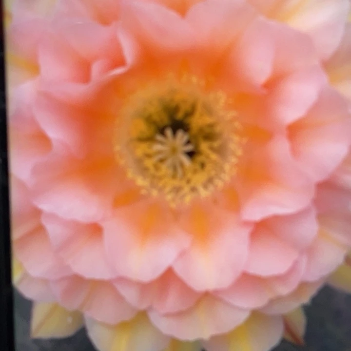 嘟9号4.3公分一代自根球