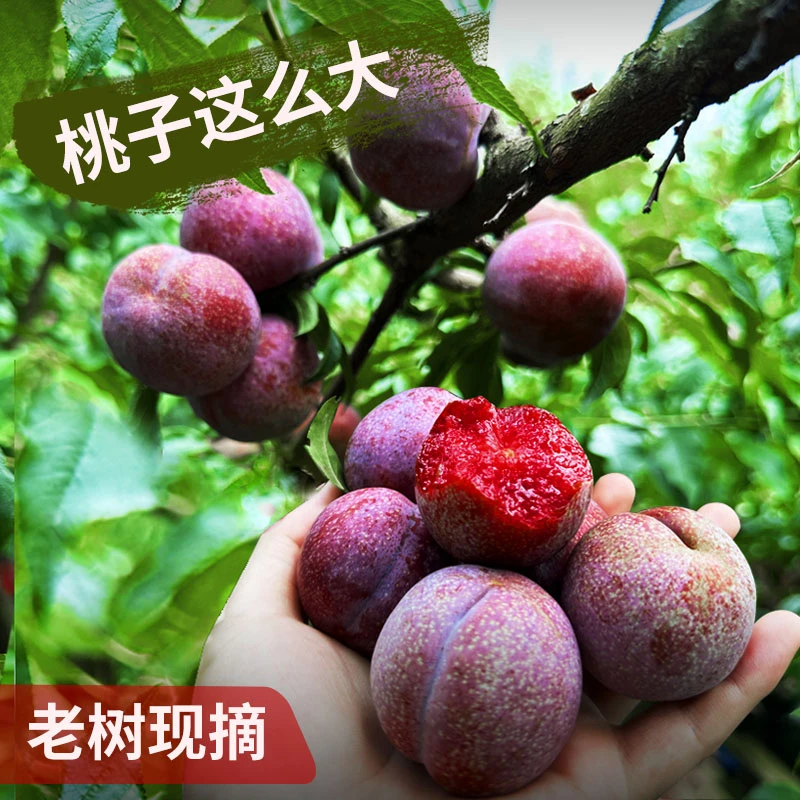 钱排银妃三华李红心李高山种植酸甜爽脆【5斤特大果/50-75g礼盒装】