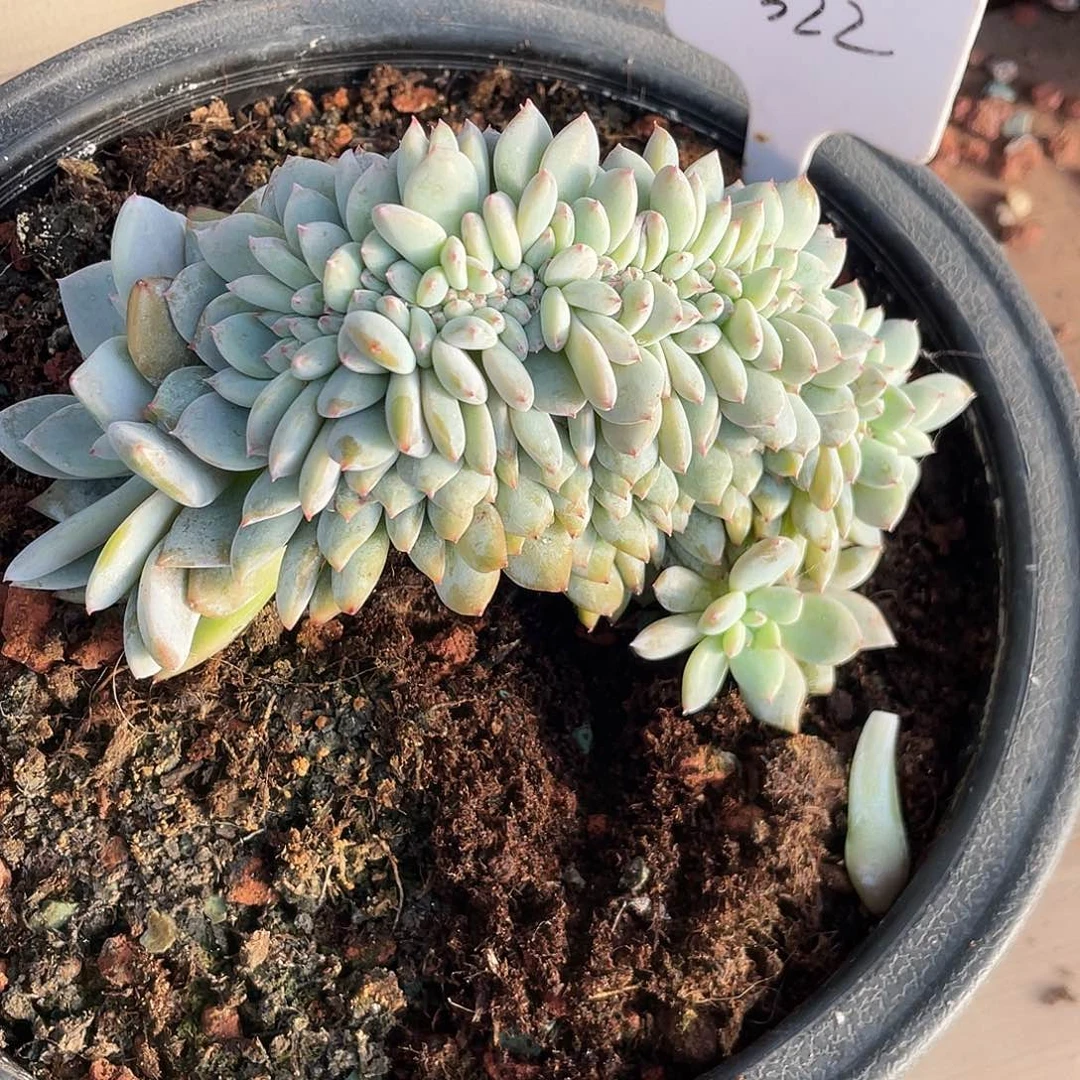 杨****石榴子星影缀化322