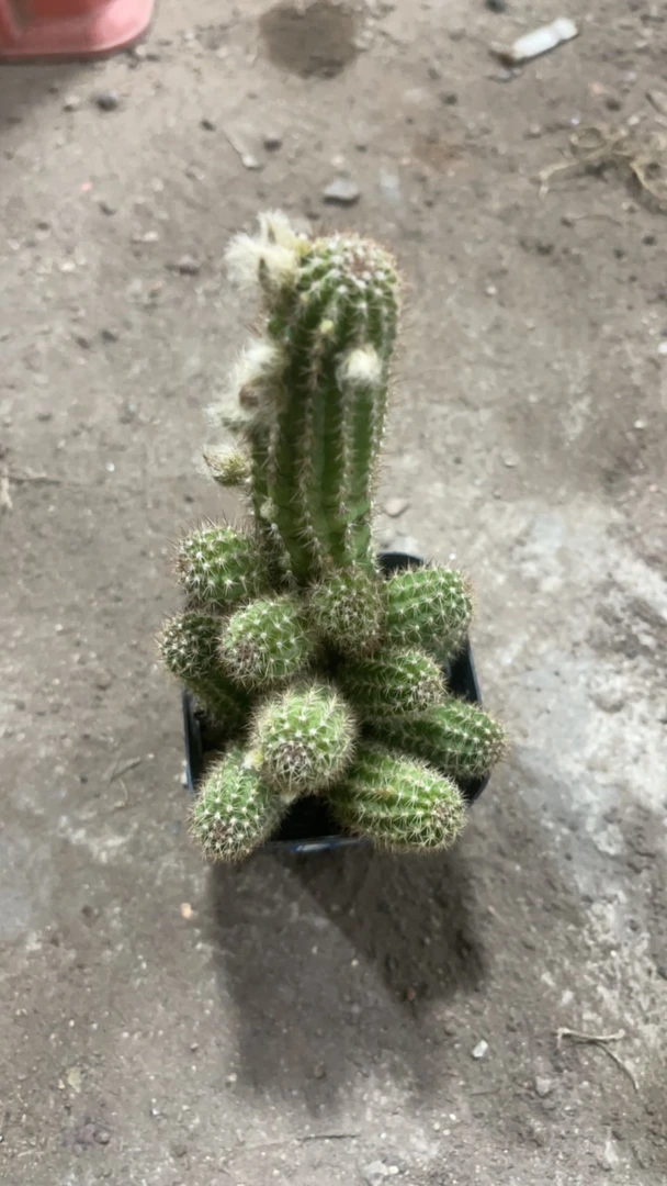 黄金白檀 仙人球满20包邮（介意干巴瑕疵掉侧芽勿拍)