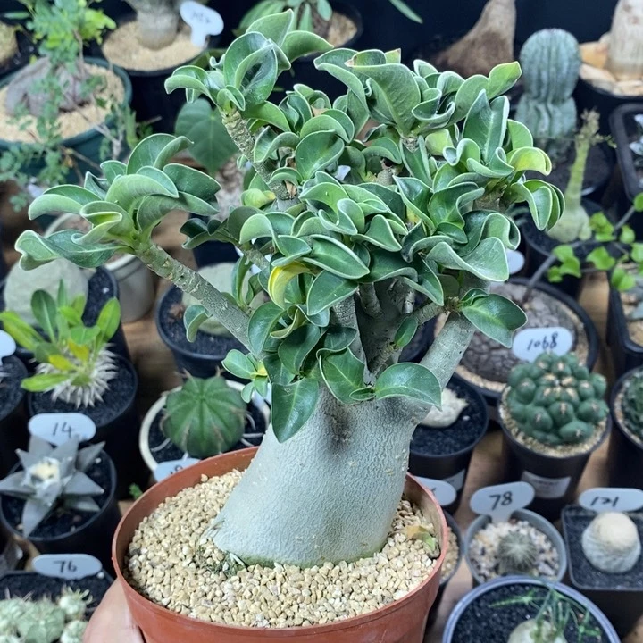 实生哥斯拉沙漠玫瑰331号7.5cm