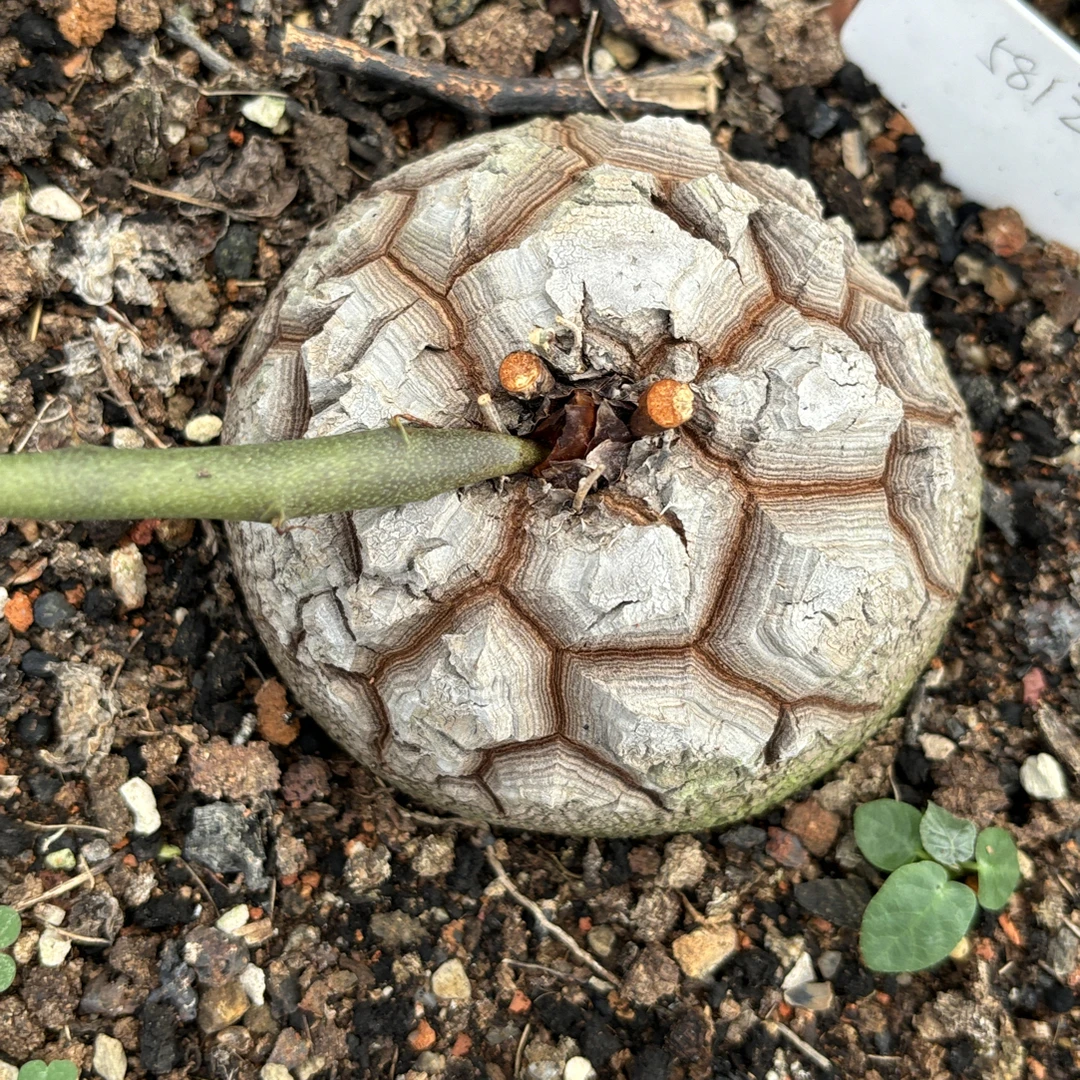 一物一拍，南非龟甲龙，白皮老龟。现挖种好发货