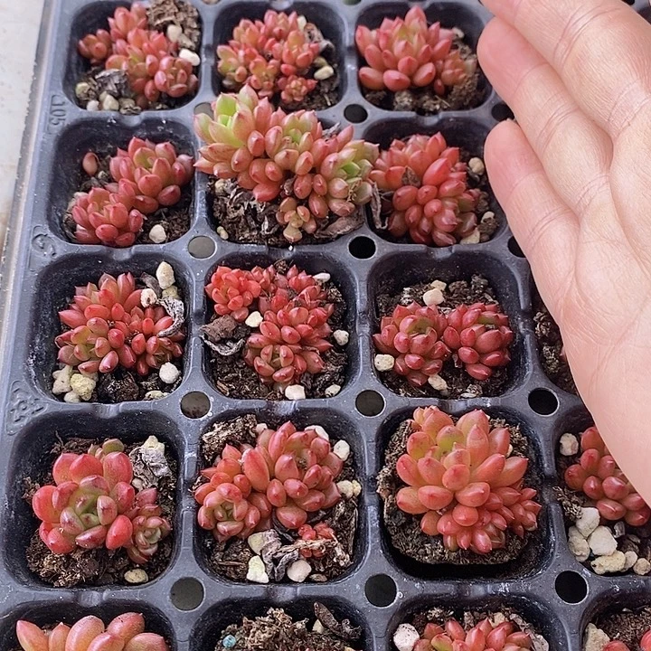 44 多肉植物盆栽花卉