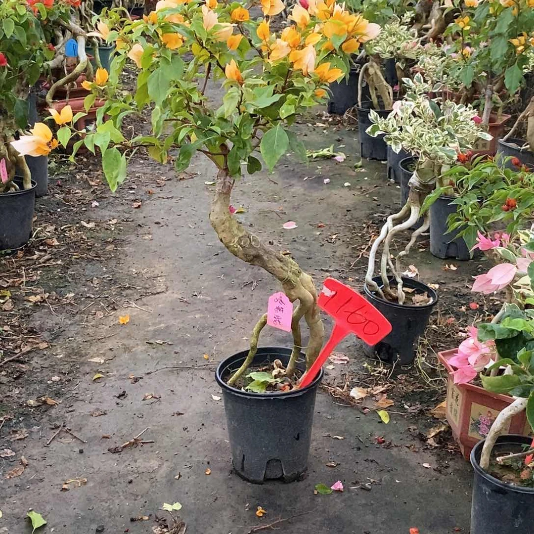 大部分开放少量花苞月朦胧1160