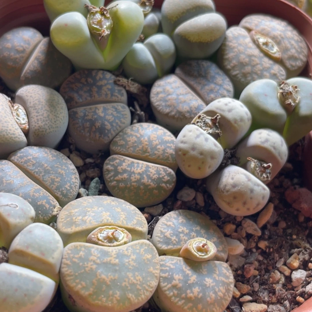 大盆特价一物一拍～15