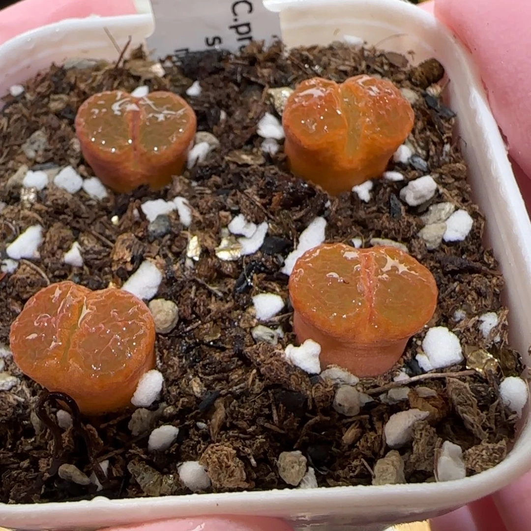 肉锥多肉植物百科-帕法德一盆7