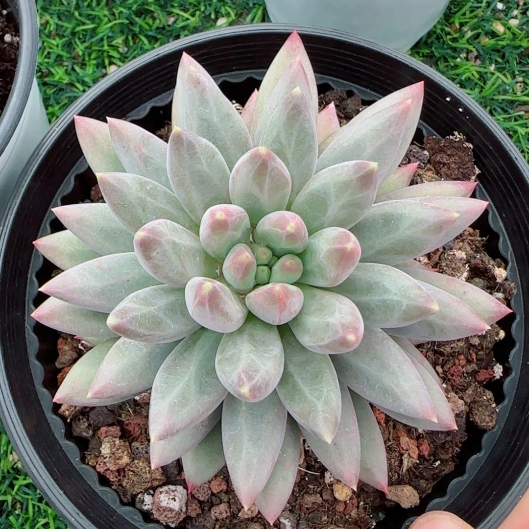 彩体虞美人，8950多肉植物