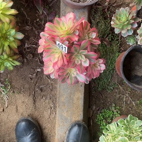 无花朵女巫491号不包断枝