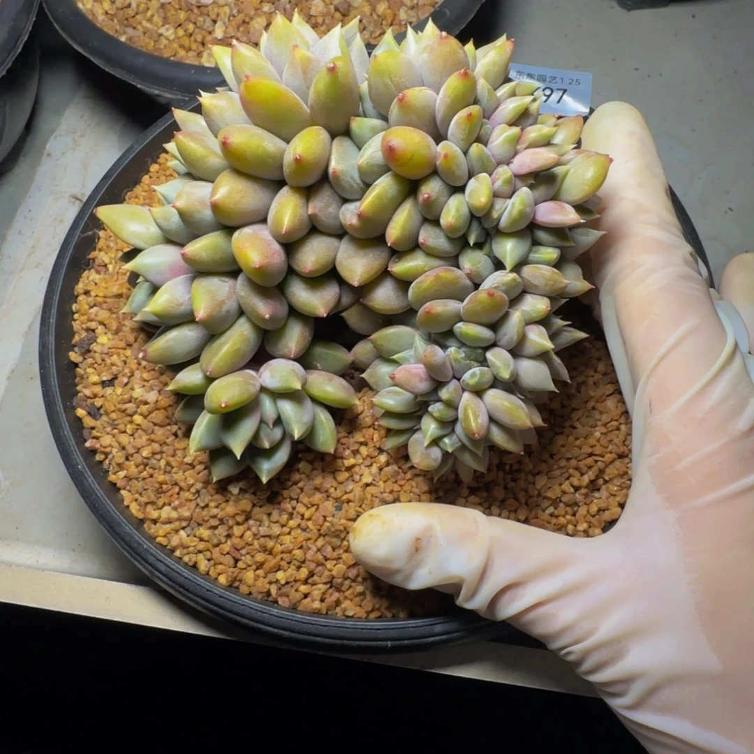 k k k k k k k k k 97