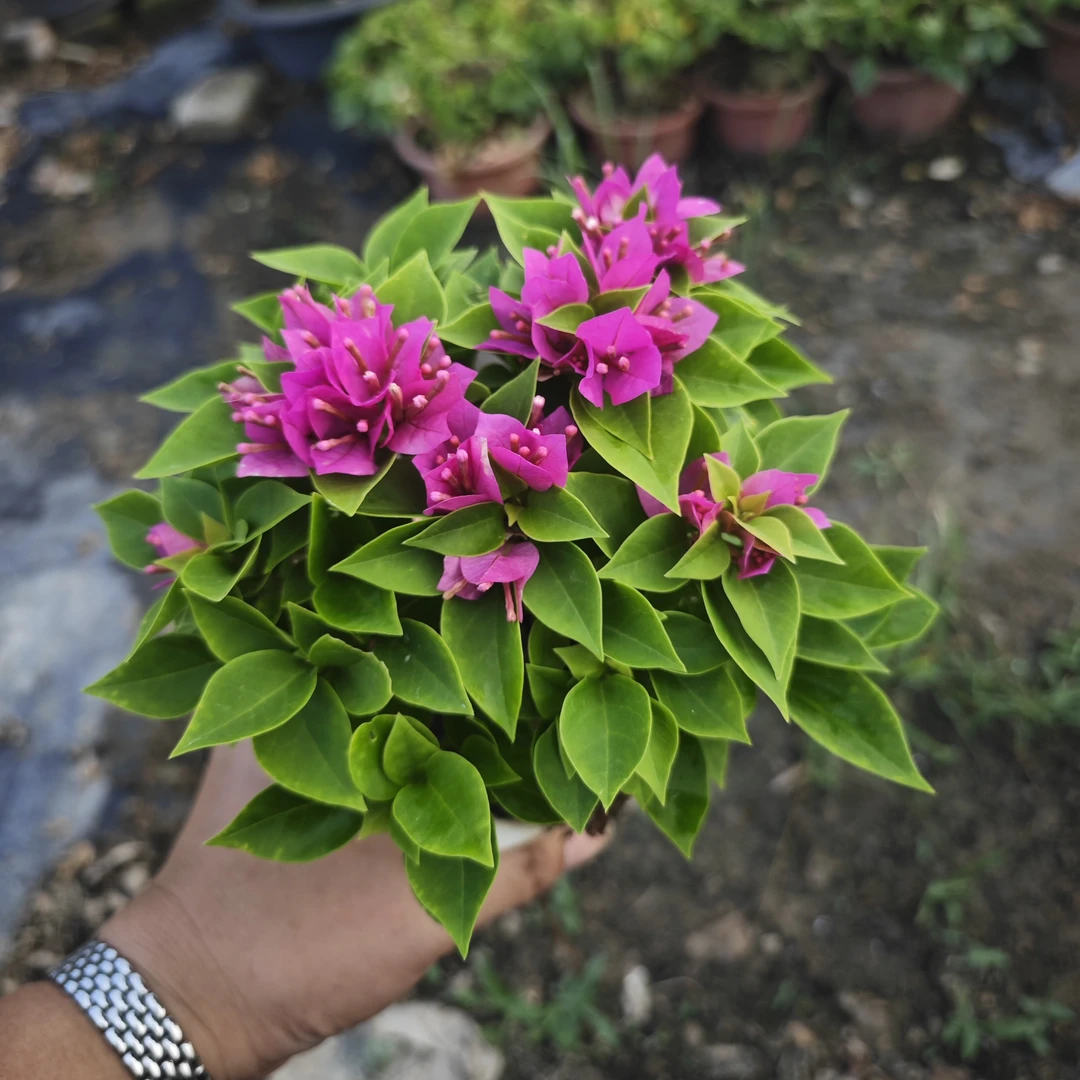 小桃红三角梅小盆栽带盆发货花色漂亮易养护