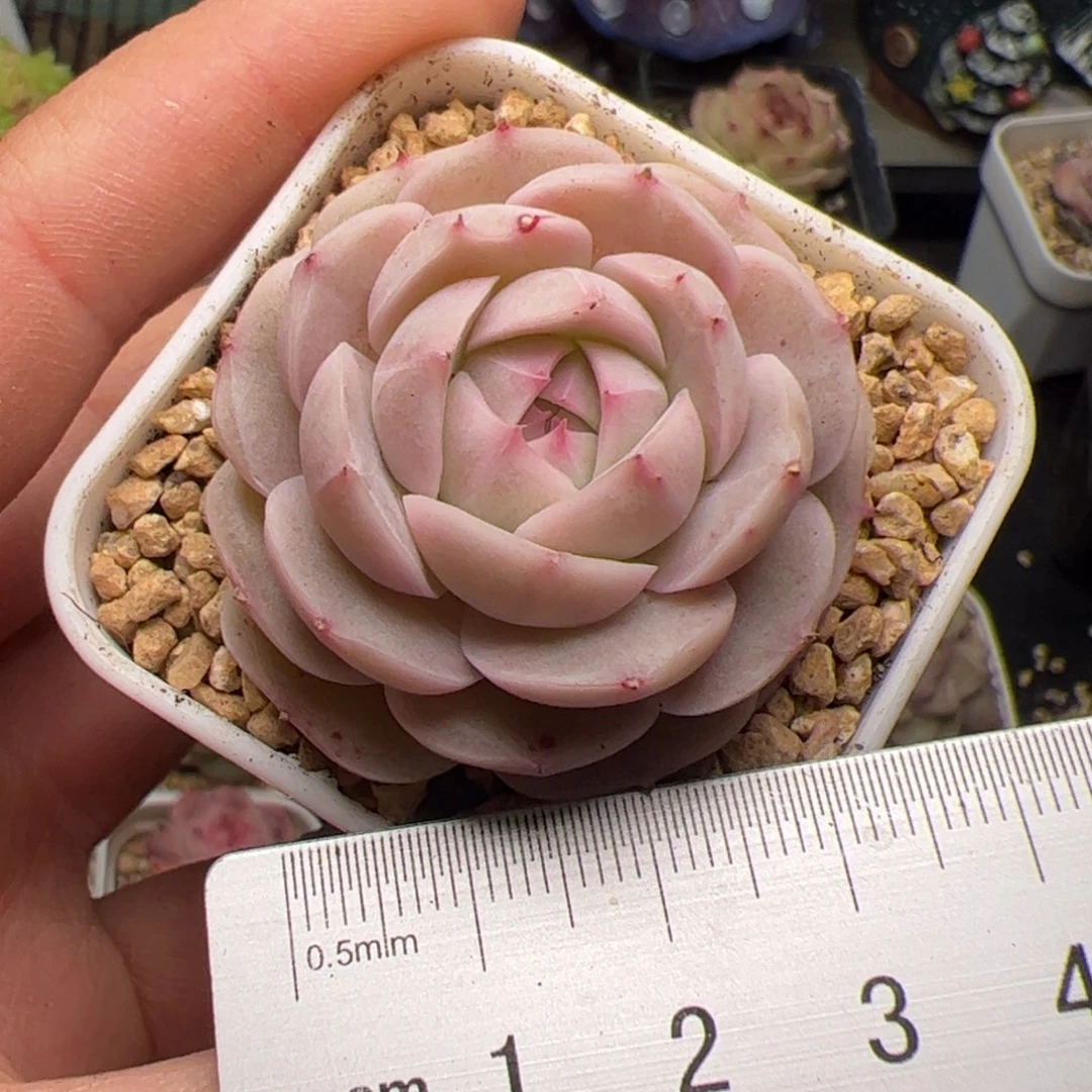 731 多肉植物组合