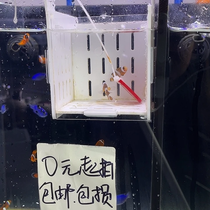 海水鱼4号公子一对