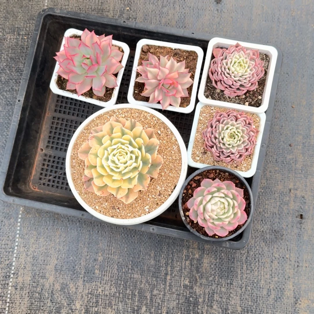 巴***妈六颗肉肉锦上园艺一物一拍