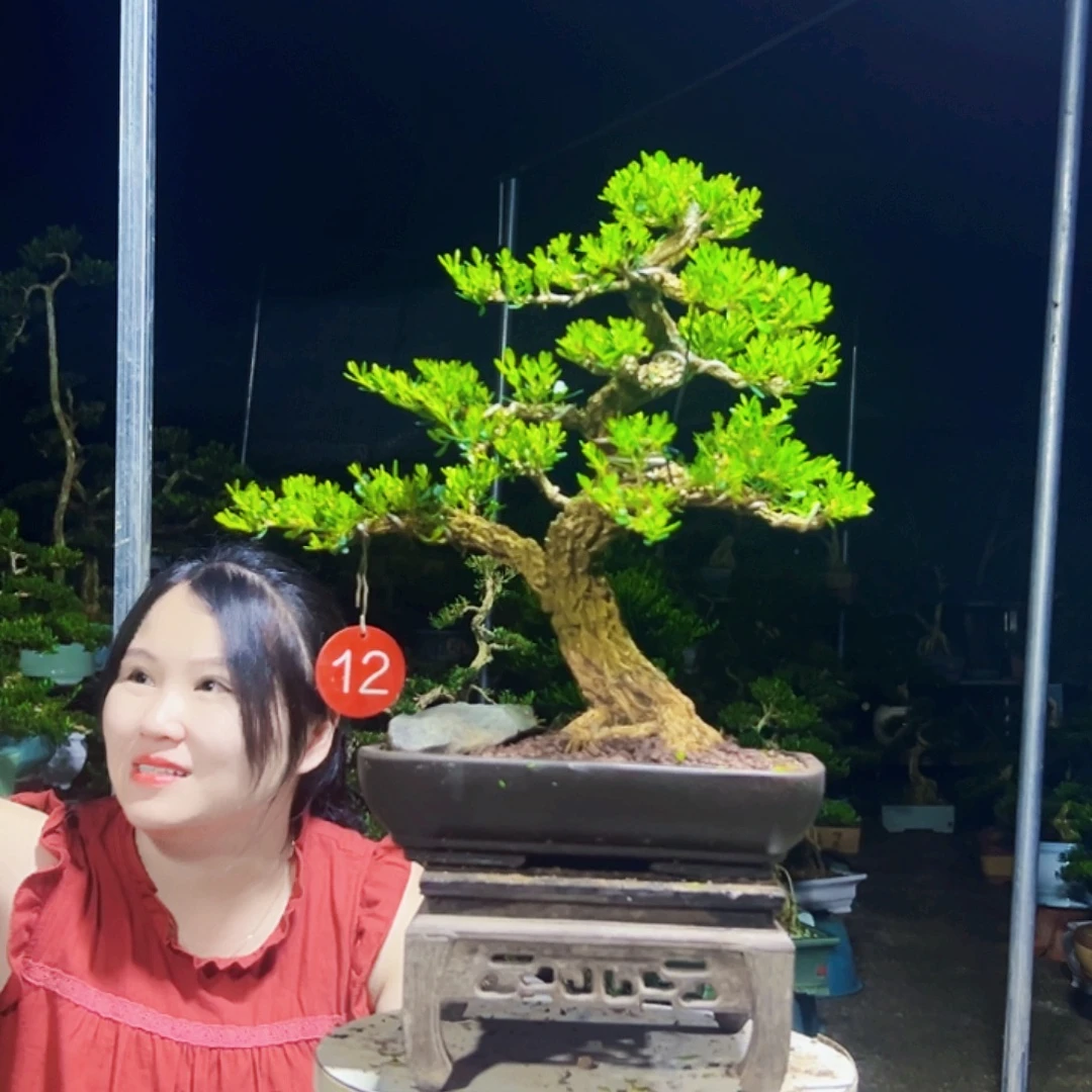 无花朵黄杨木
