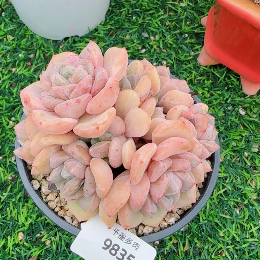 千山雪，9835多肉植物