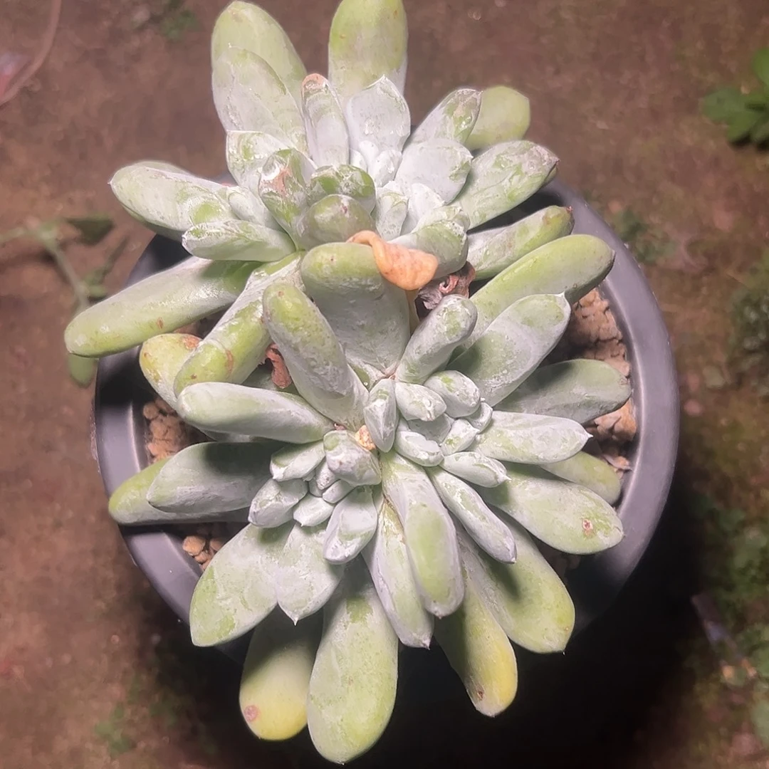 拇指一物一拍1459
