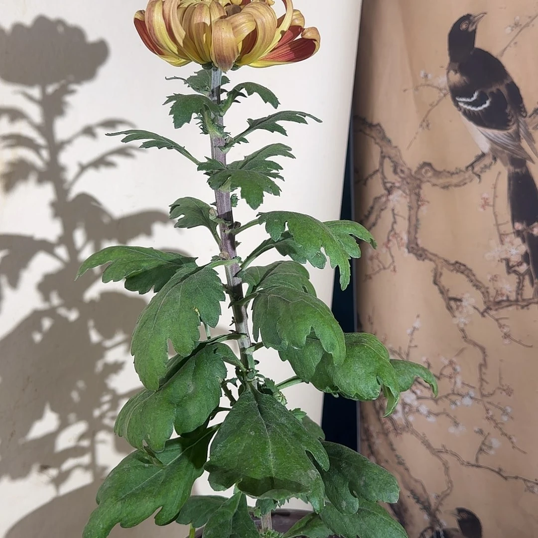 全部花朵G11111111