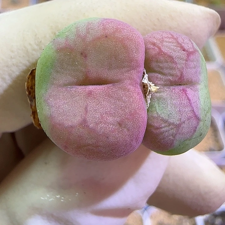 496杂交福利福利福利