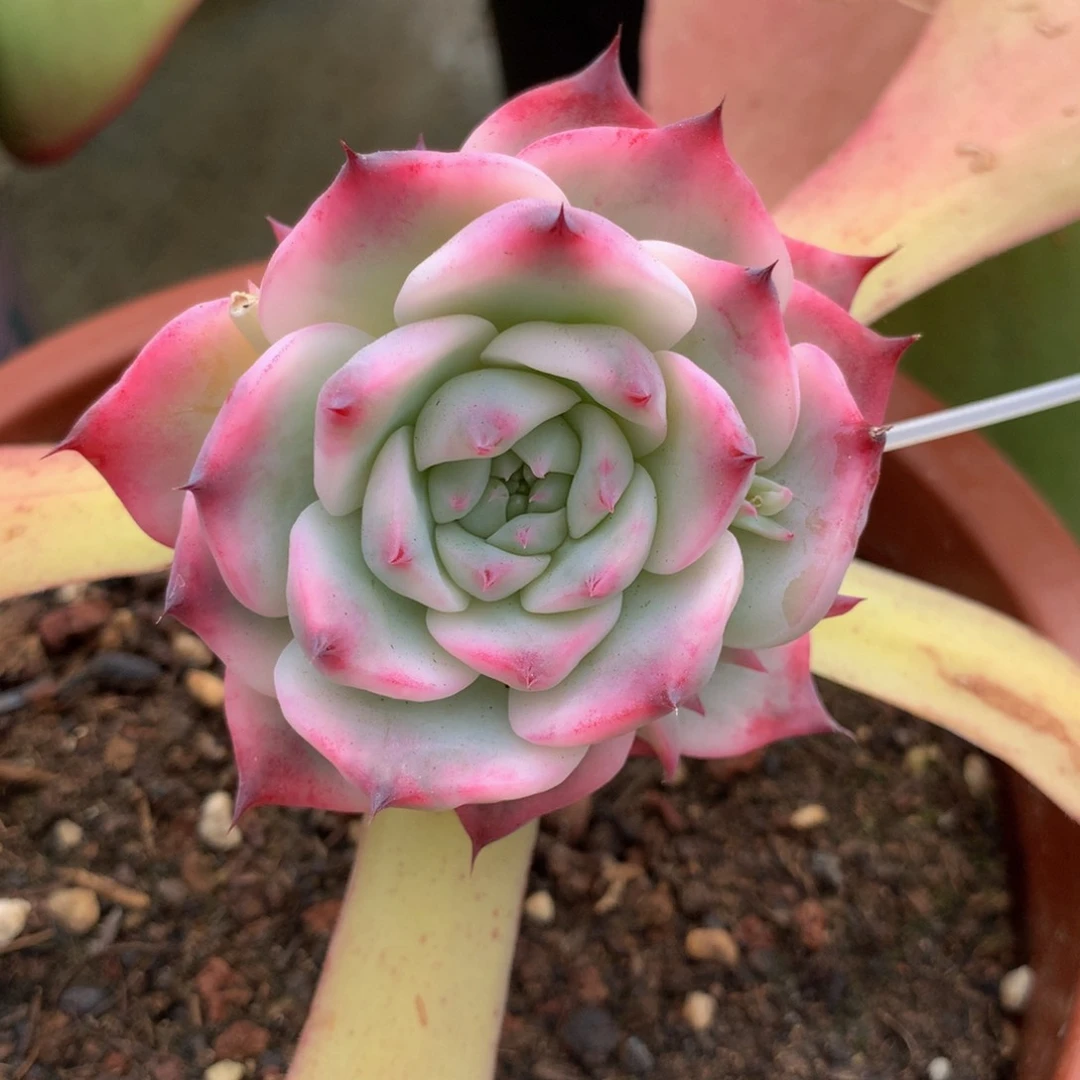 吉娃娃锦群三个侧芽