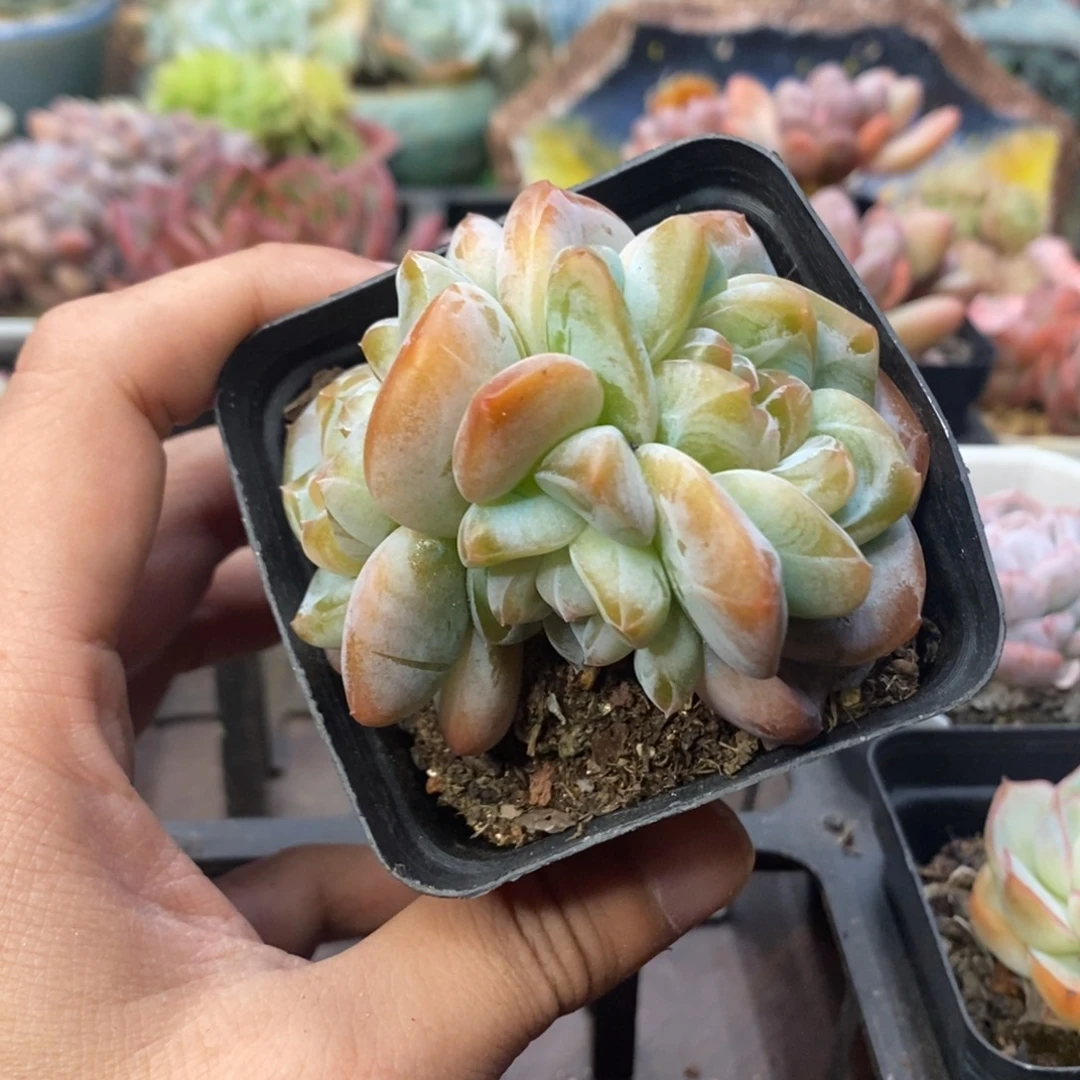 果冻色糖心三头一物一拍