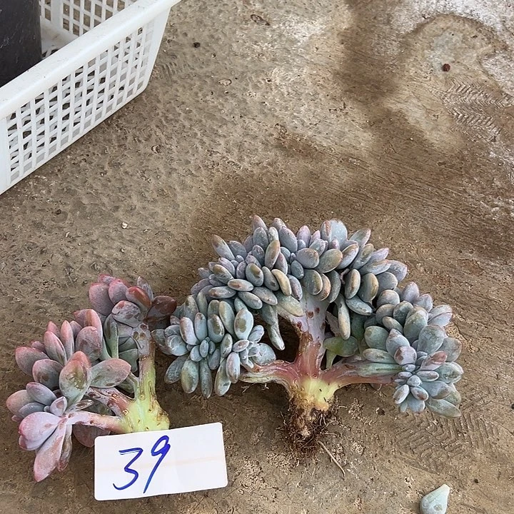 39粉兔醉一个脱土