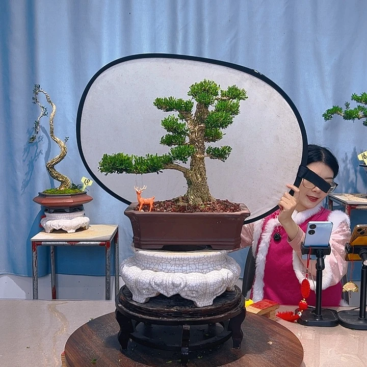 无花朵广东皱皮雀舌黄杨