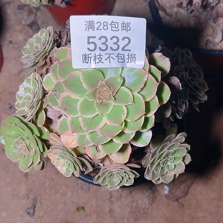 5332粉花妖多肉植物