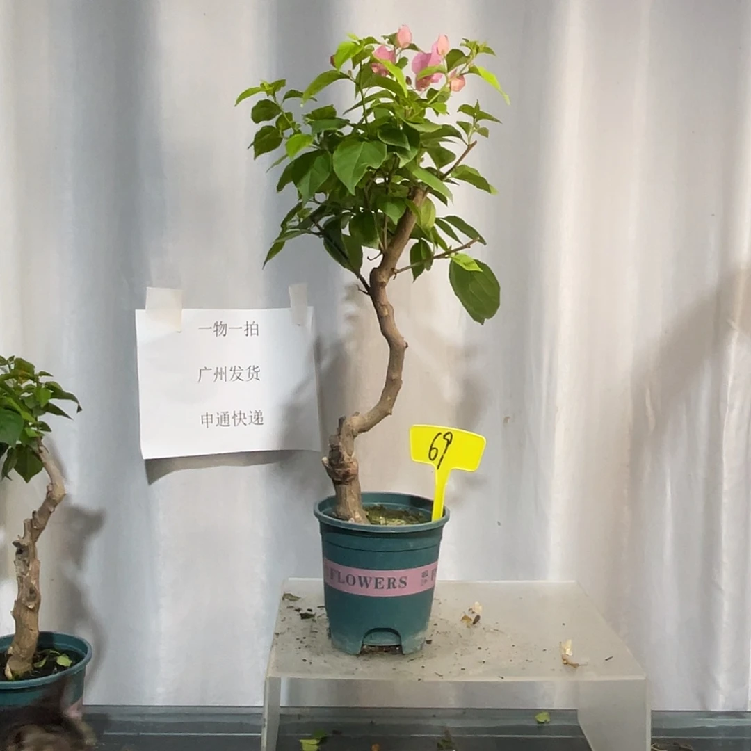 当前无花栽培后可以开花69橙粉公主桩，粗2.5公分